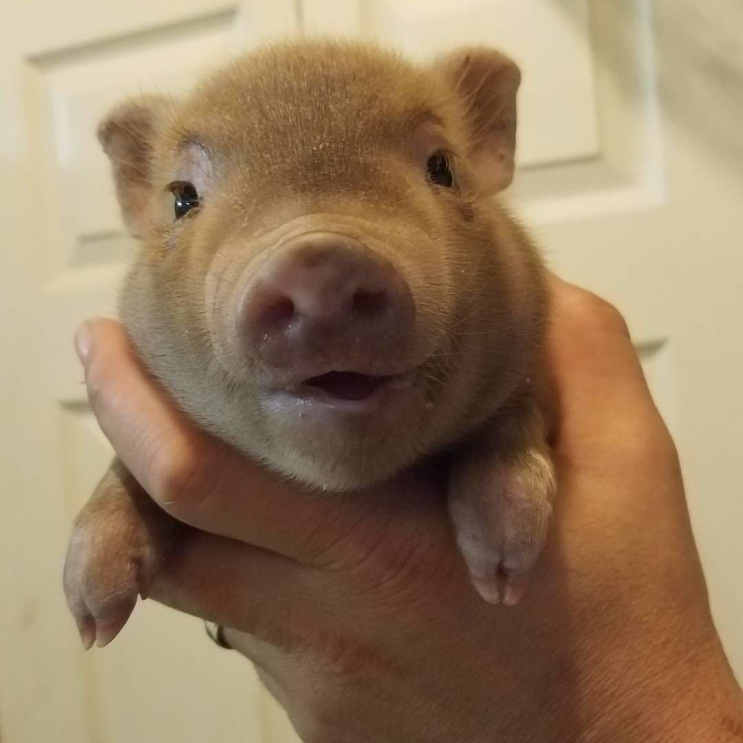 Комнатные поросята