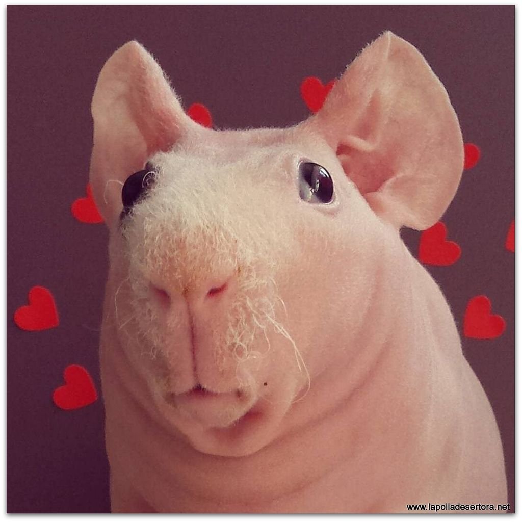 Лысая морская Свинка в свитере