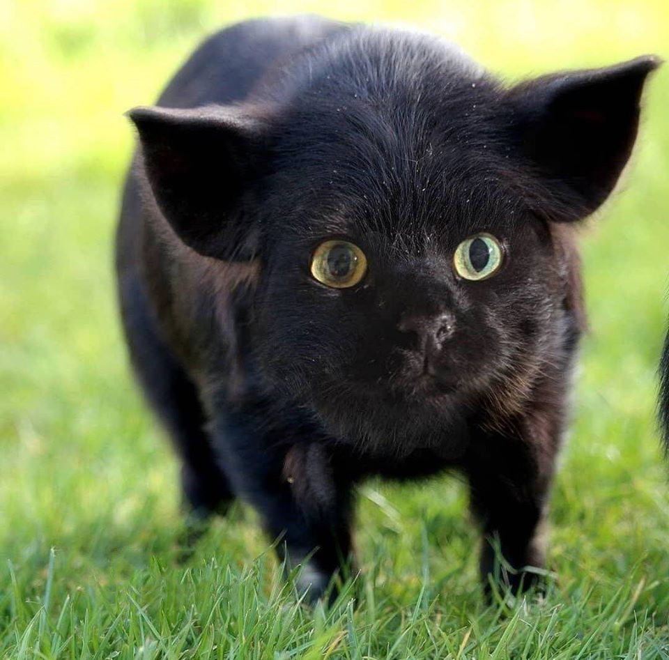 Свинский кот