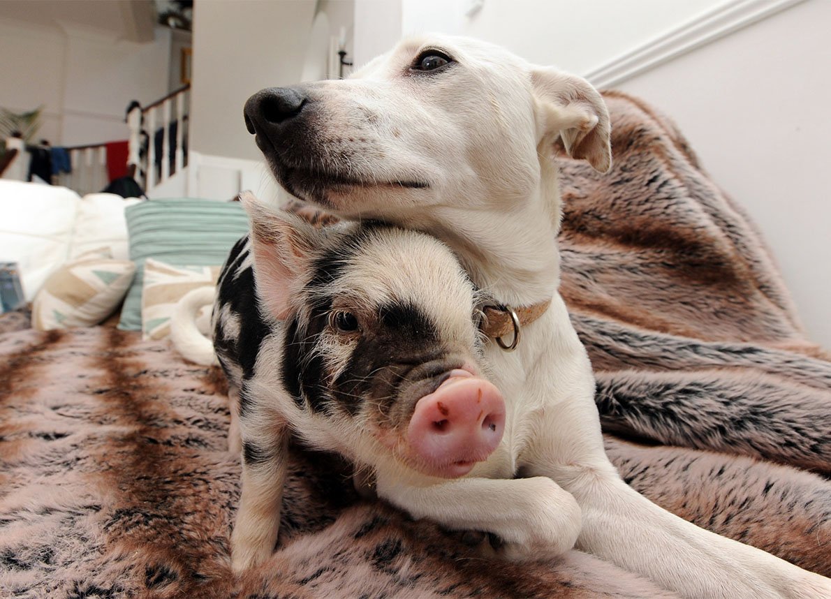 Мини Пиги собака