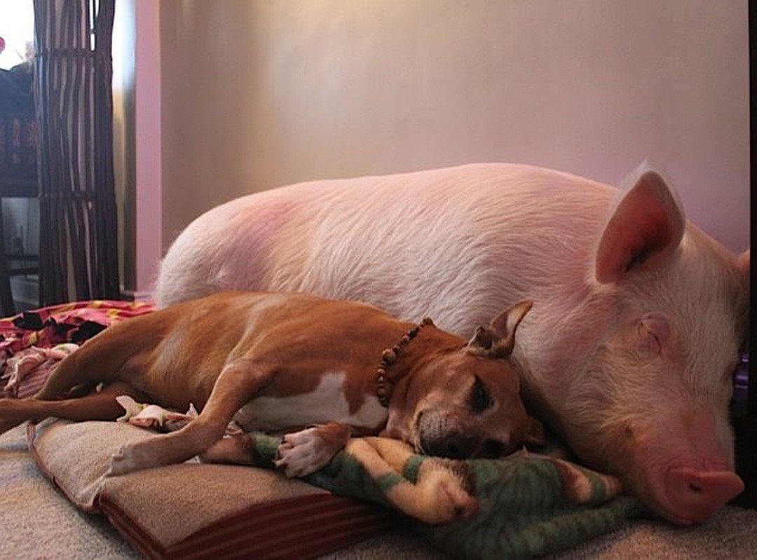 Минипиг Эстер