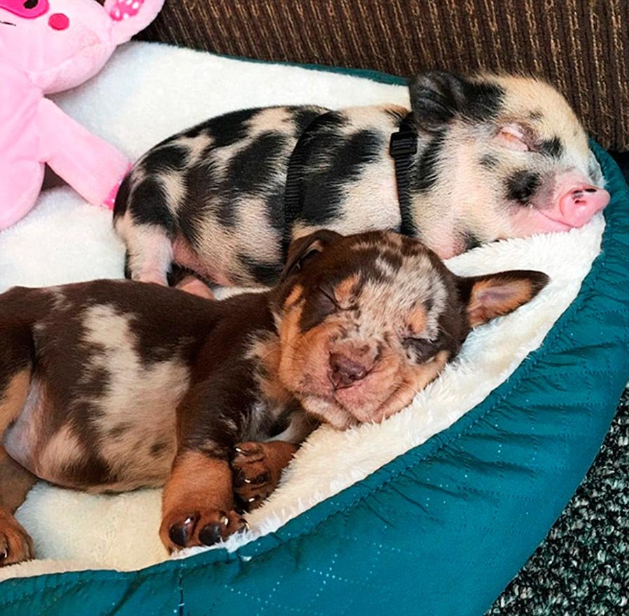 Собака поросенок