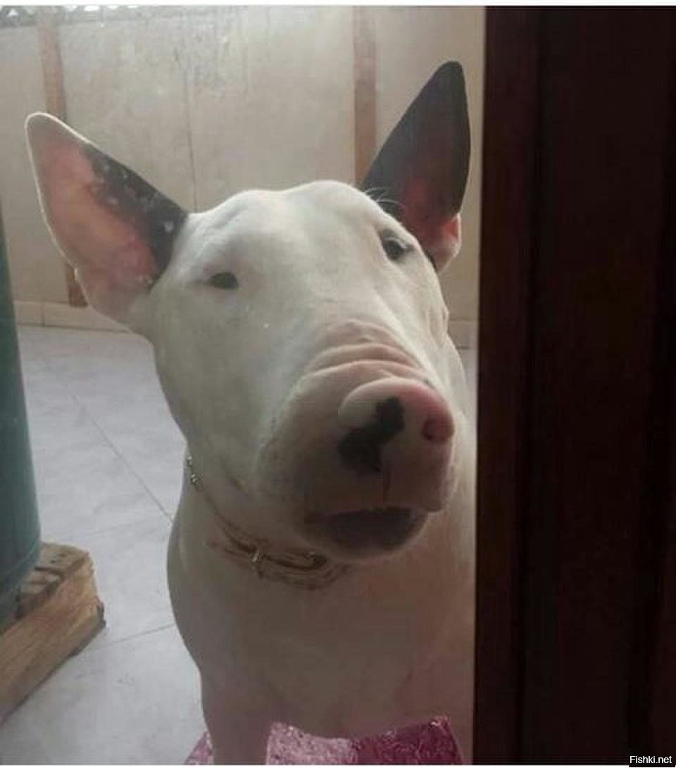 Собака похожатна поросенка