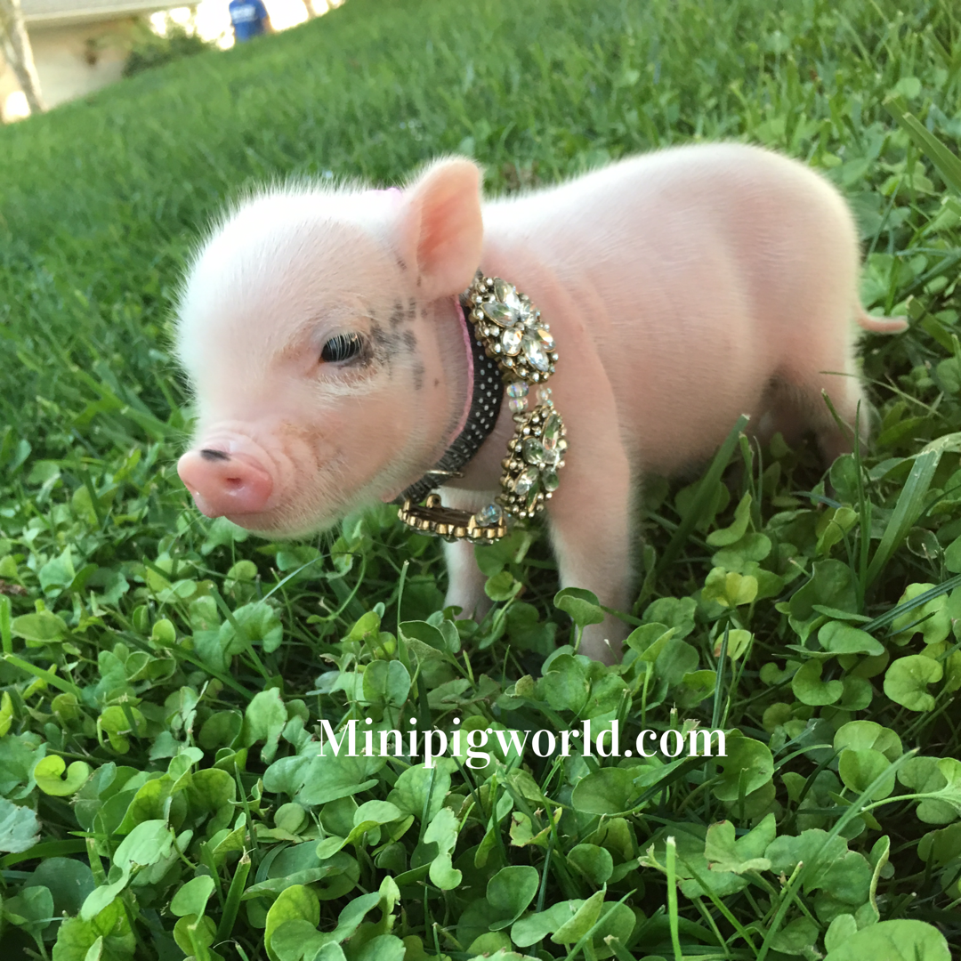 Минипиг Бергштрессер книрт