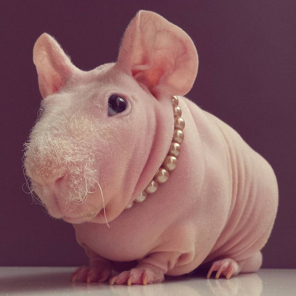 Морская Свинка скинни