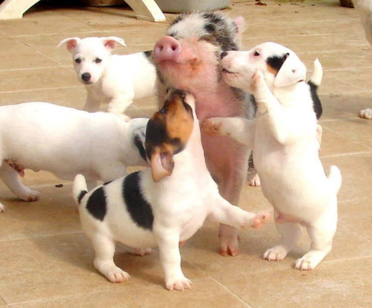 Собака свинья год. Джек Рассел. Джек Рассел и мини Пиг. Собака свинья. Свинка и щенок.