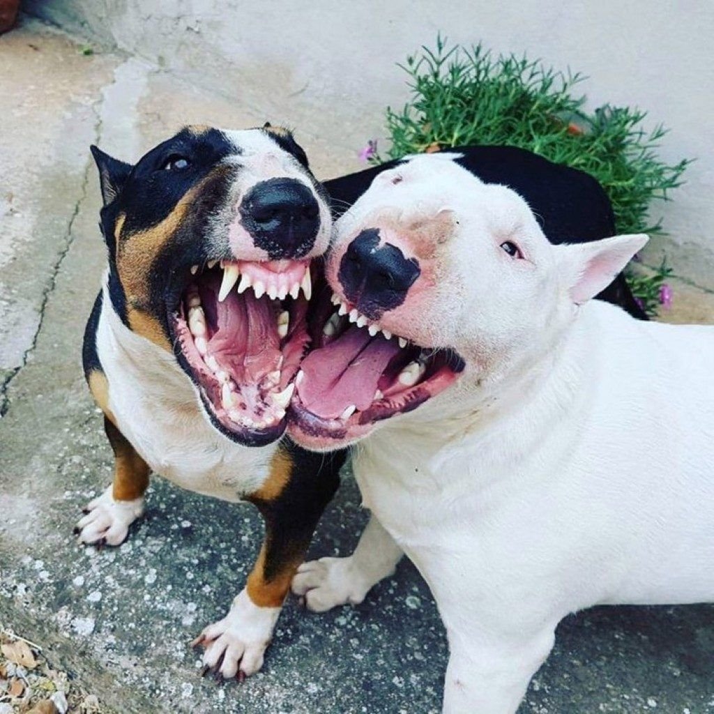 Керри бультерьер