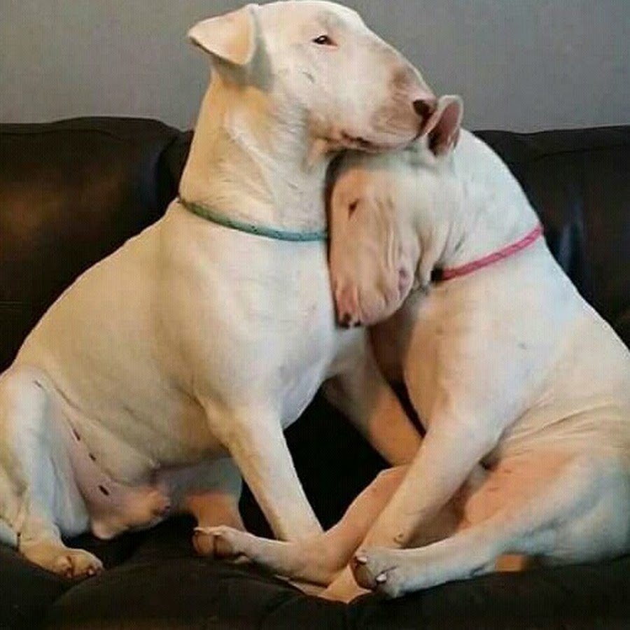 Собака крыса