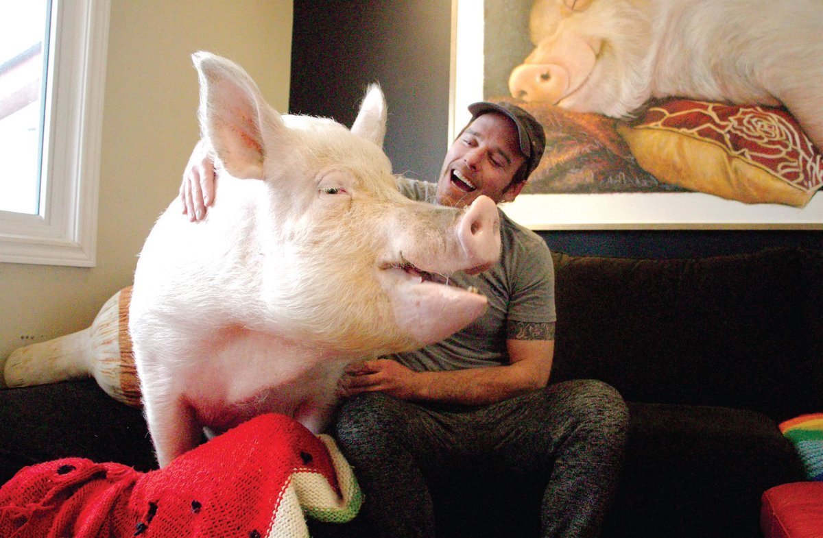 Канадская свинья Эстер