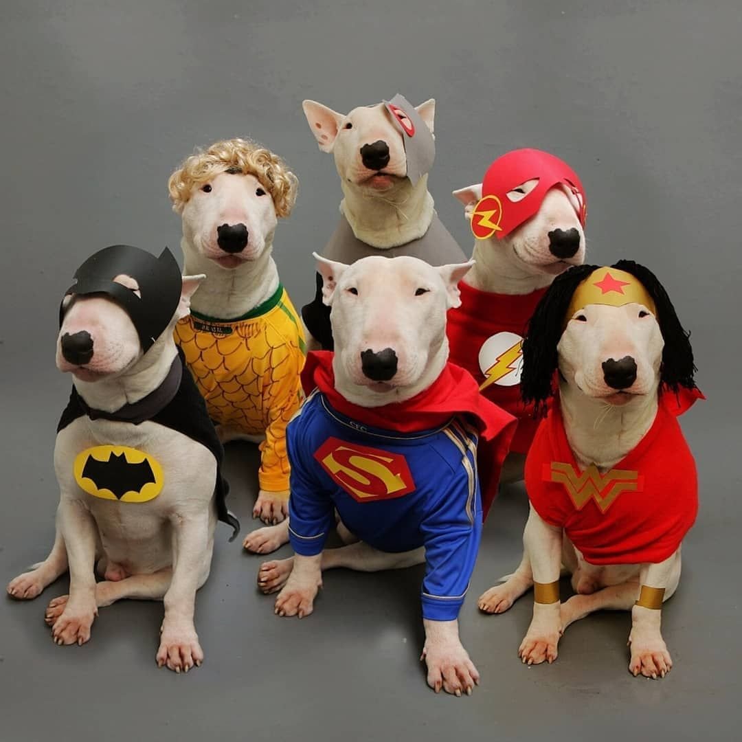 Бультерьер в костюме