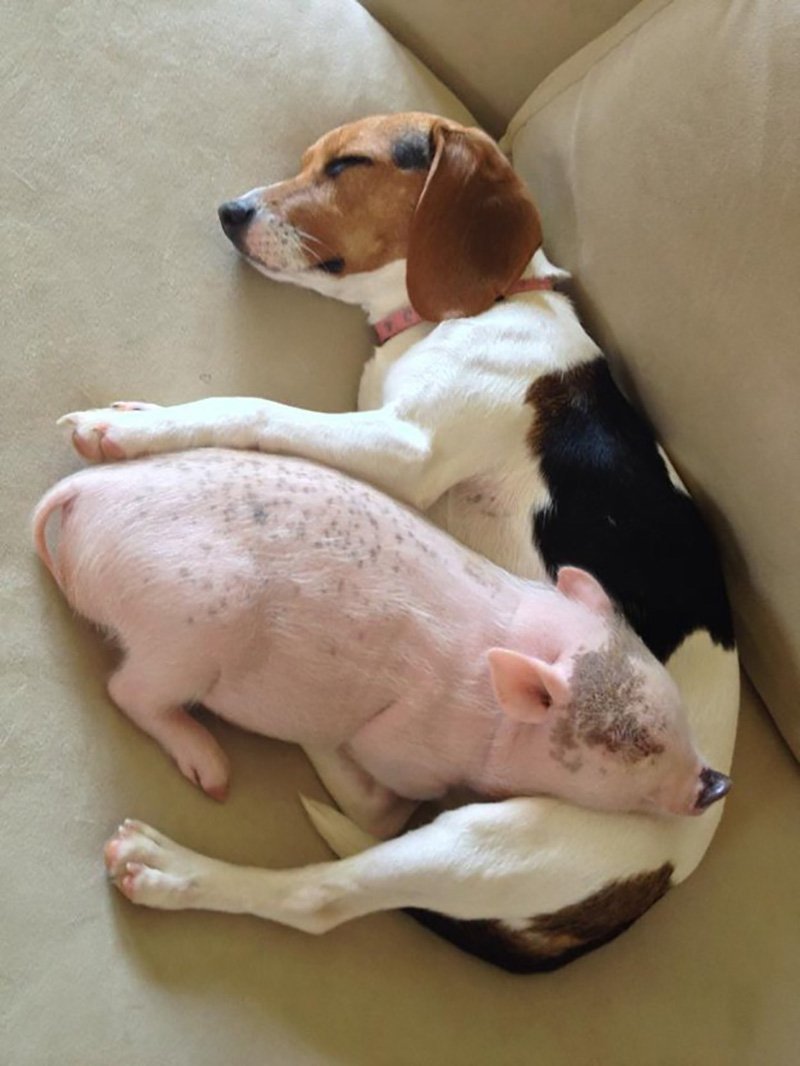 Собака свинья