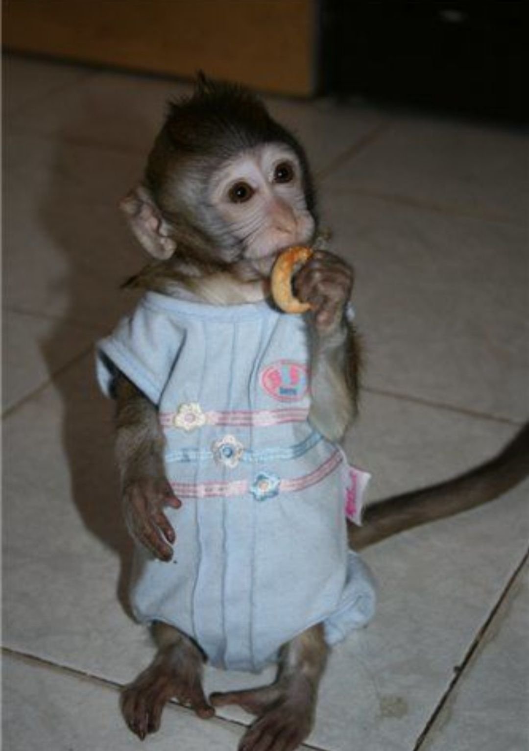 Где купить обезьянку живую