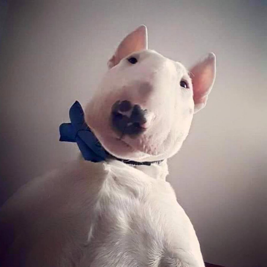 Бультерьер БЕЛАЗ