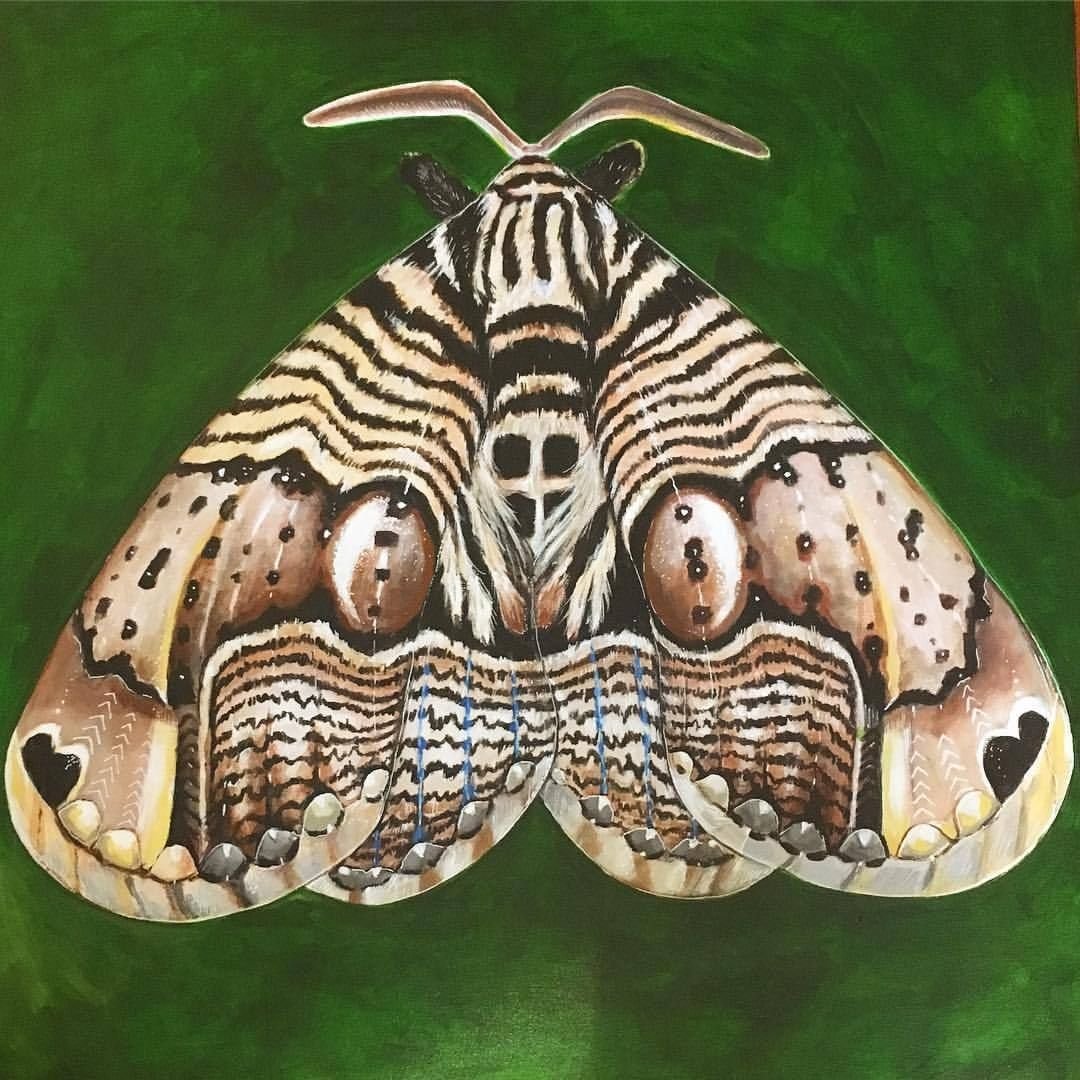 Окраска бабочек