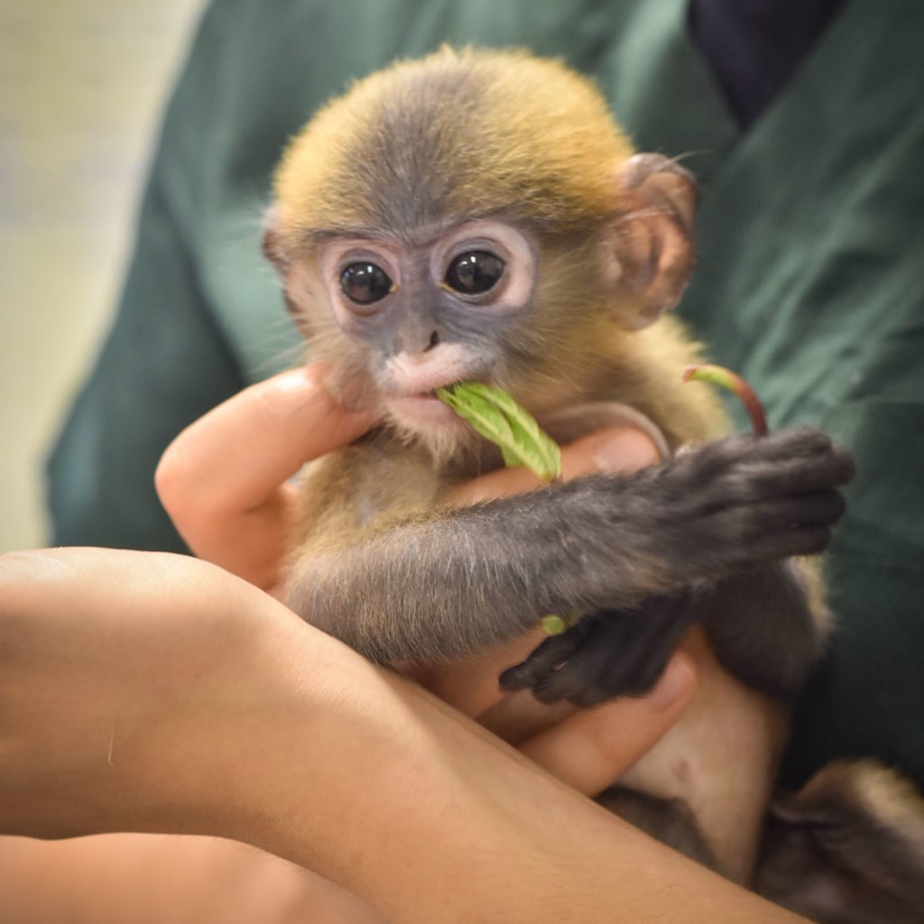 Ручная обезьянка