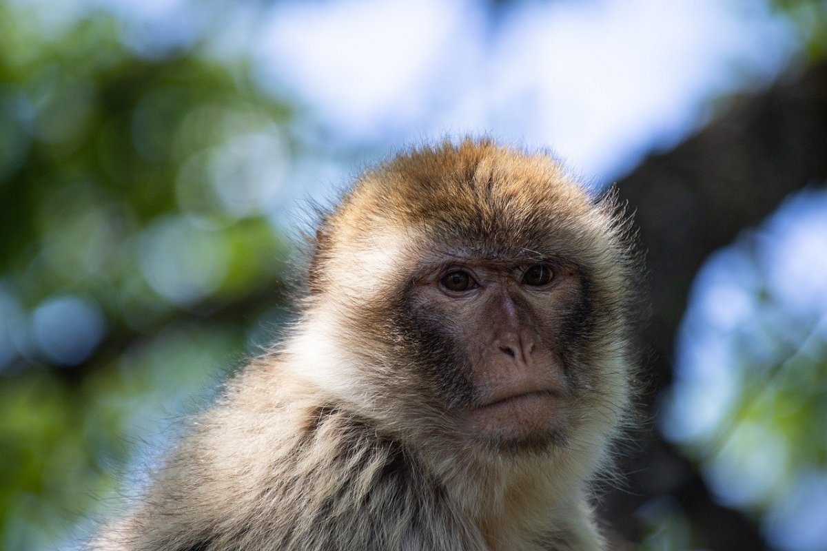 Обезьянка Мария Францевна