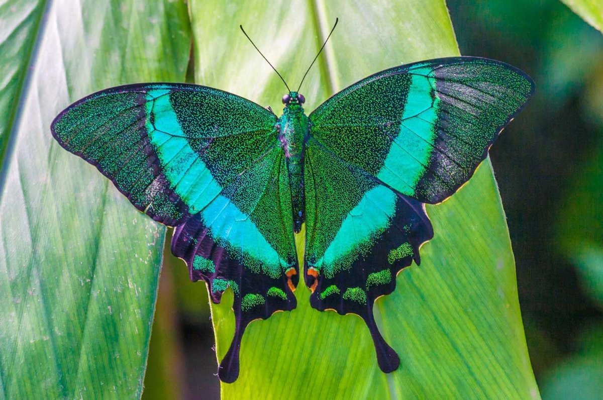 Бабочка Кернс Бердвинг