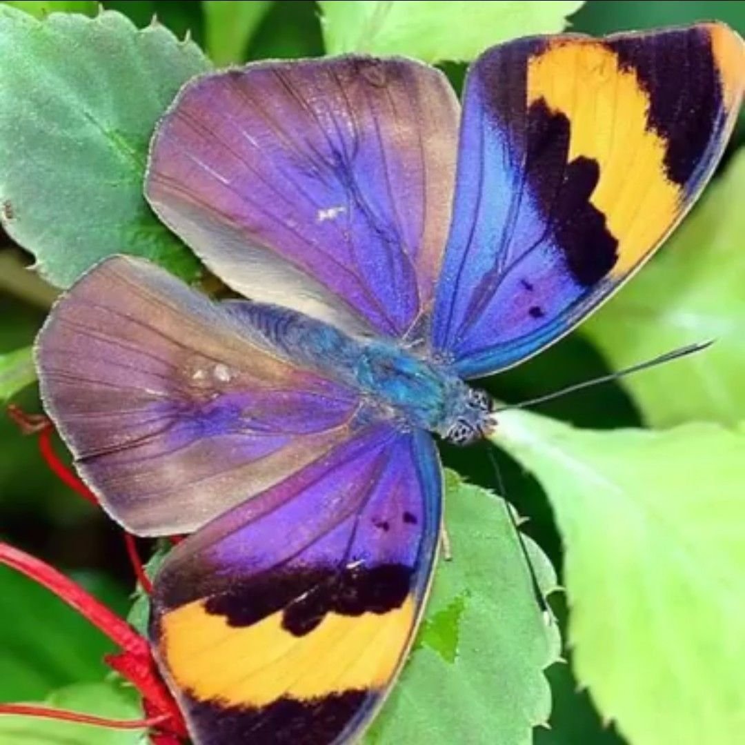 Павлиноглазка Бражник