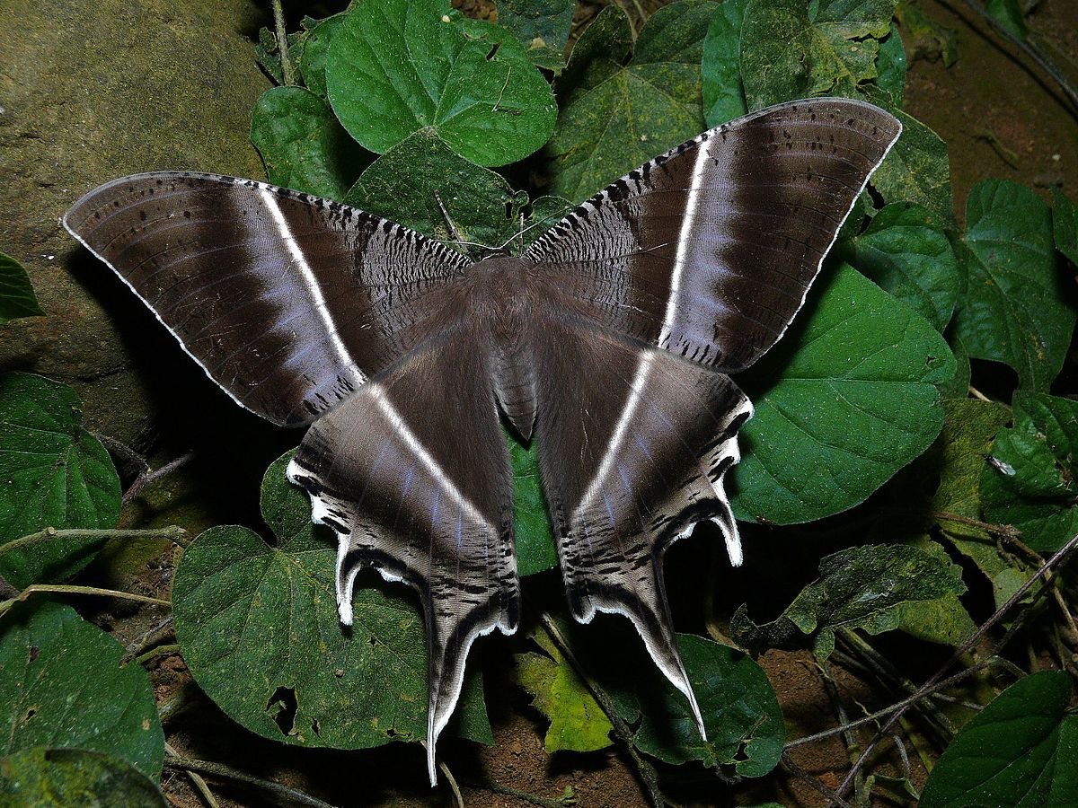 Сиреневый Бражник бабочка