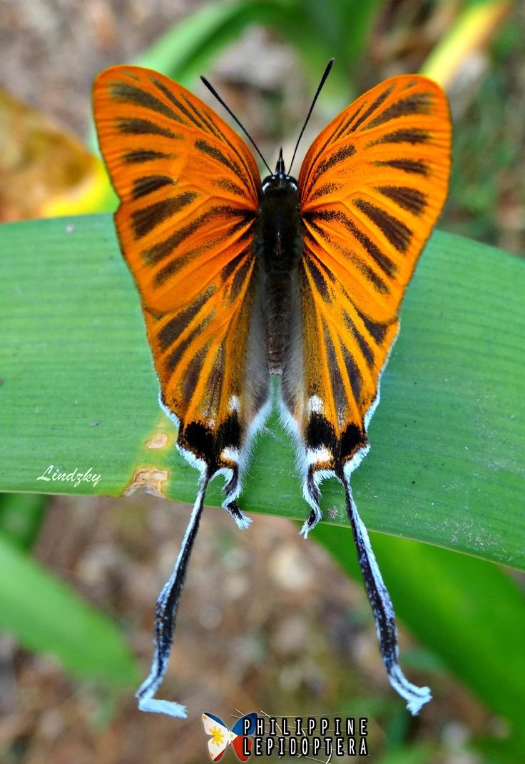 Бабочка с рыжими крыльями