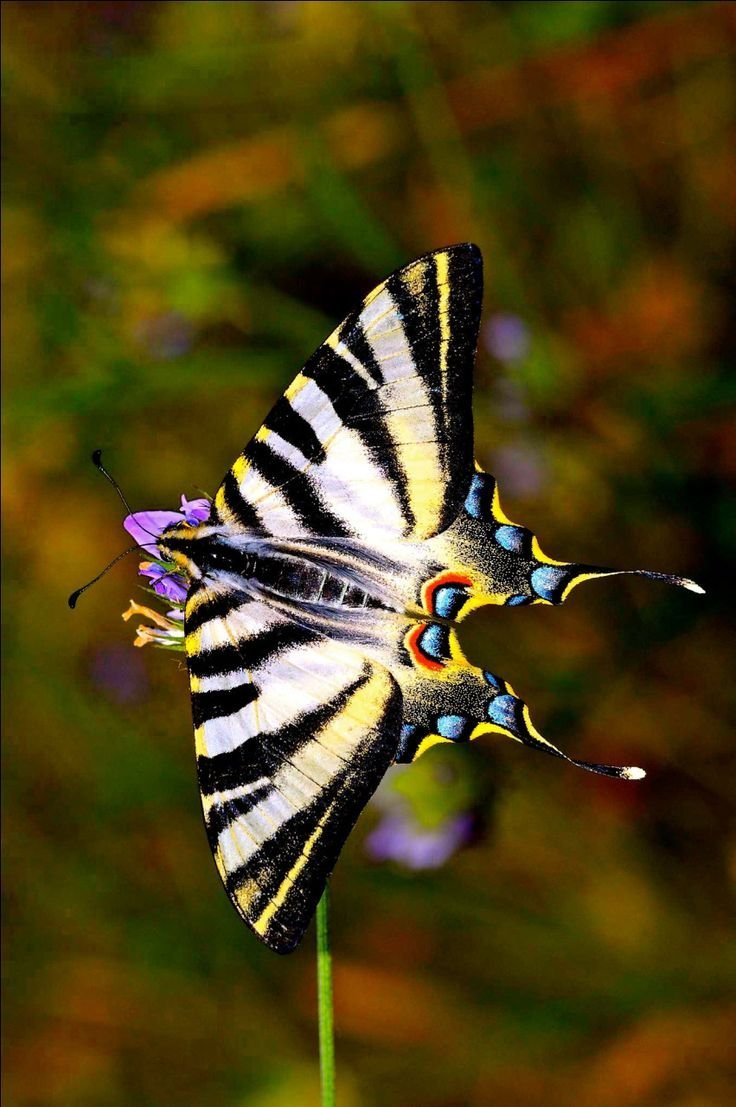 Бабочка парусник Махаон