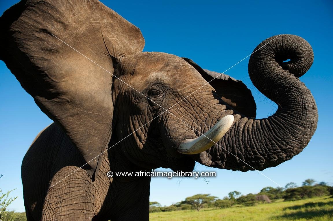 Слон с поднятым хоботом