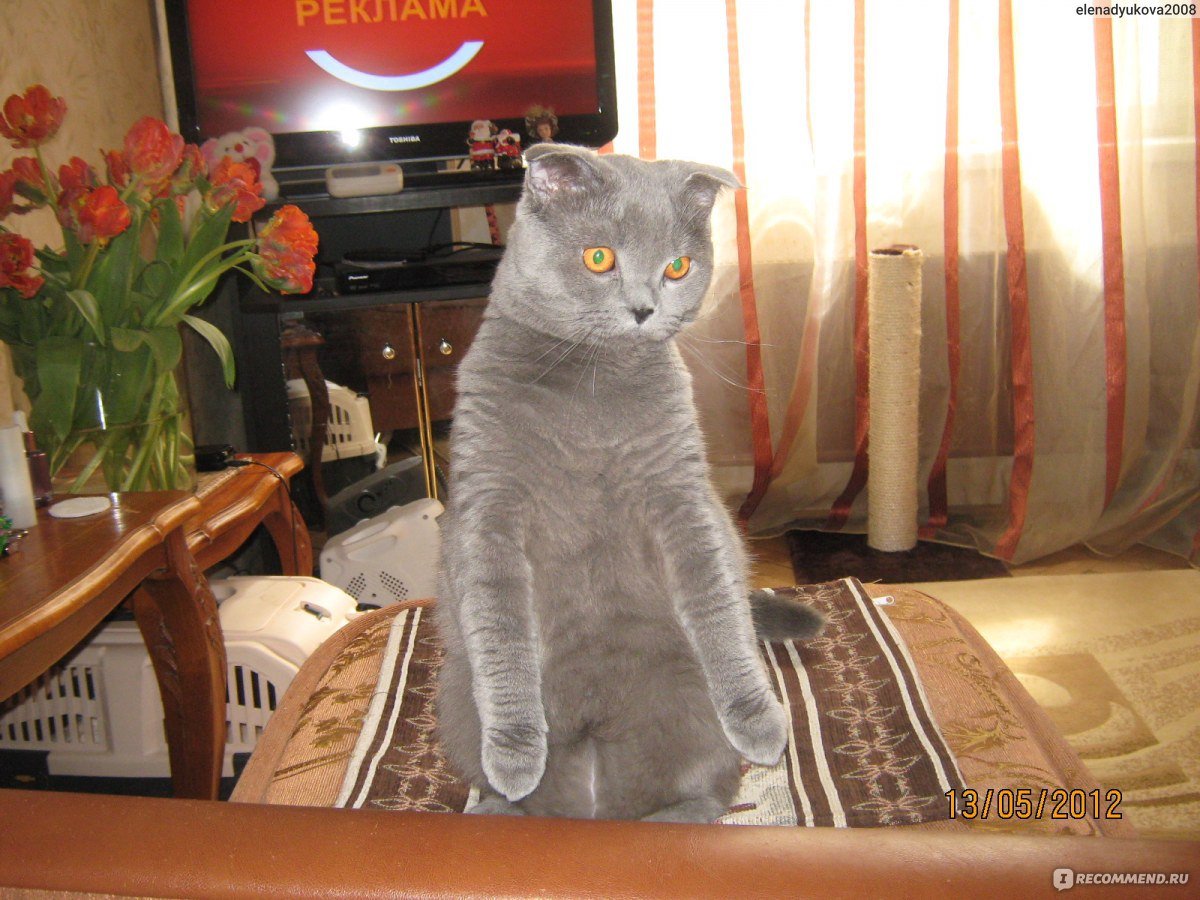 Вислоухие и прямоухие