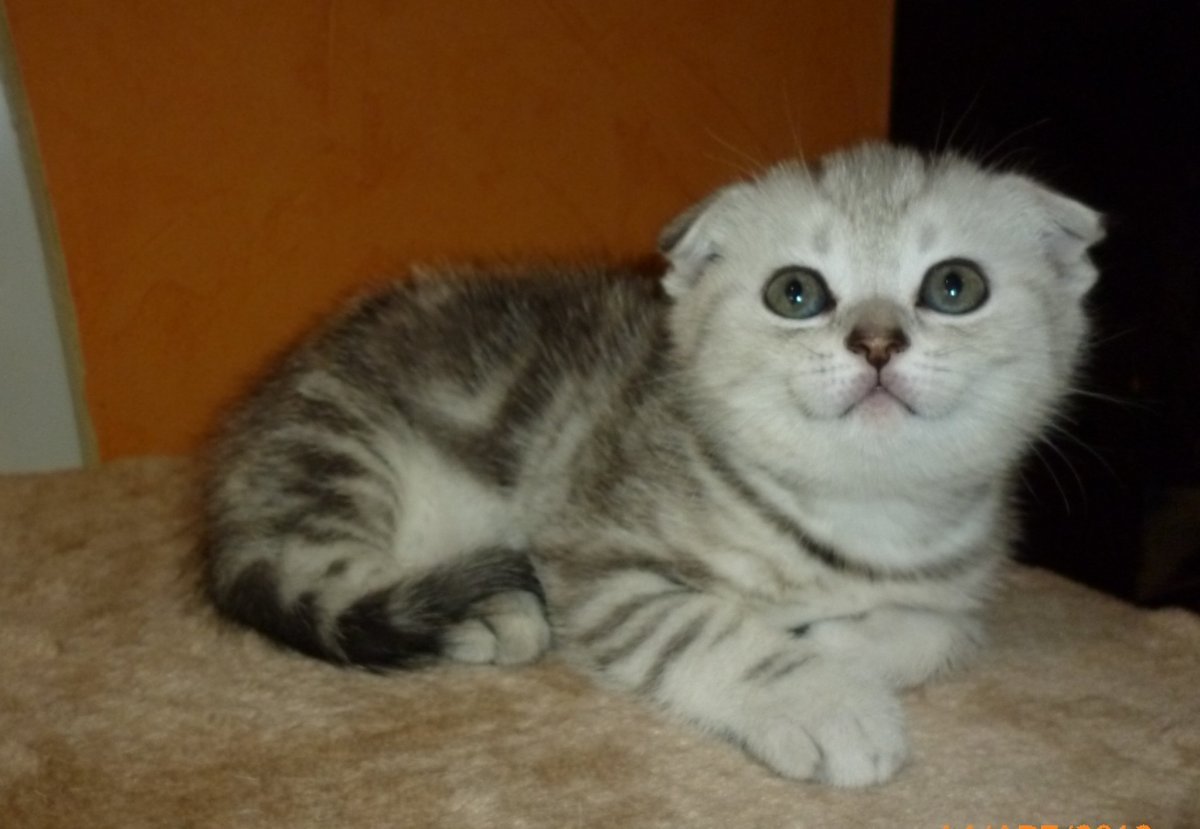 Шотландская вислоухая родители клубные