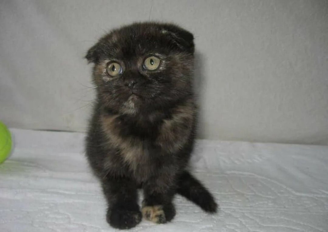 Шотландская вислоухая кошка метис