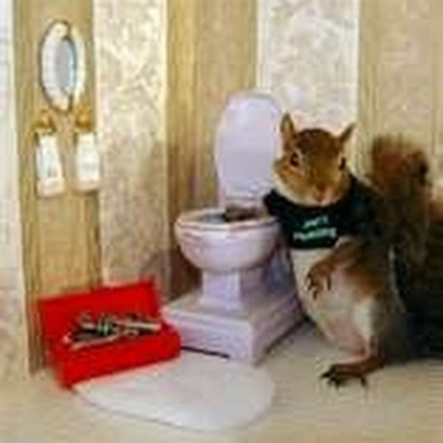 Белка ест орехи