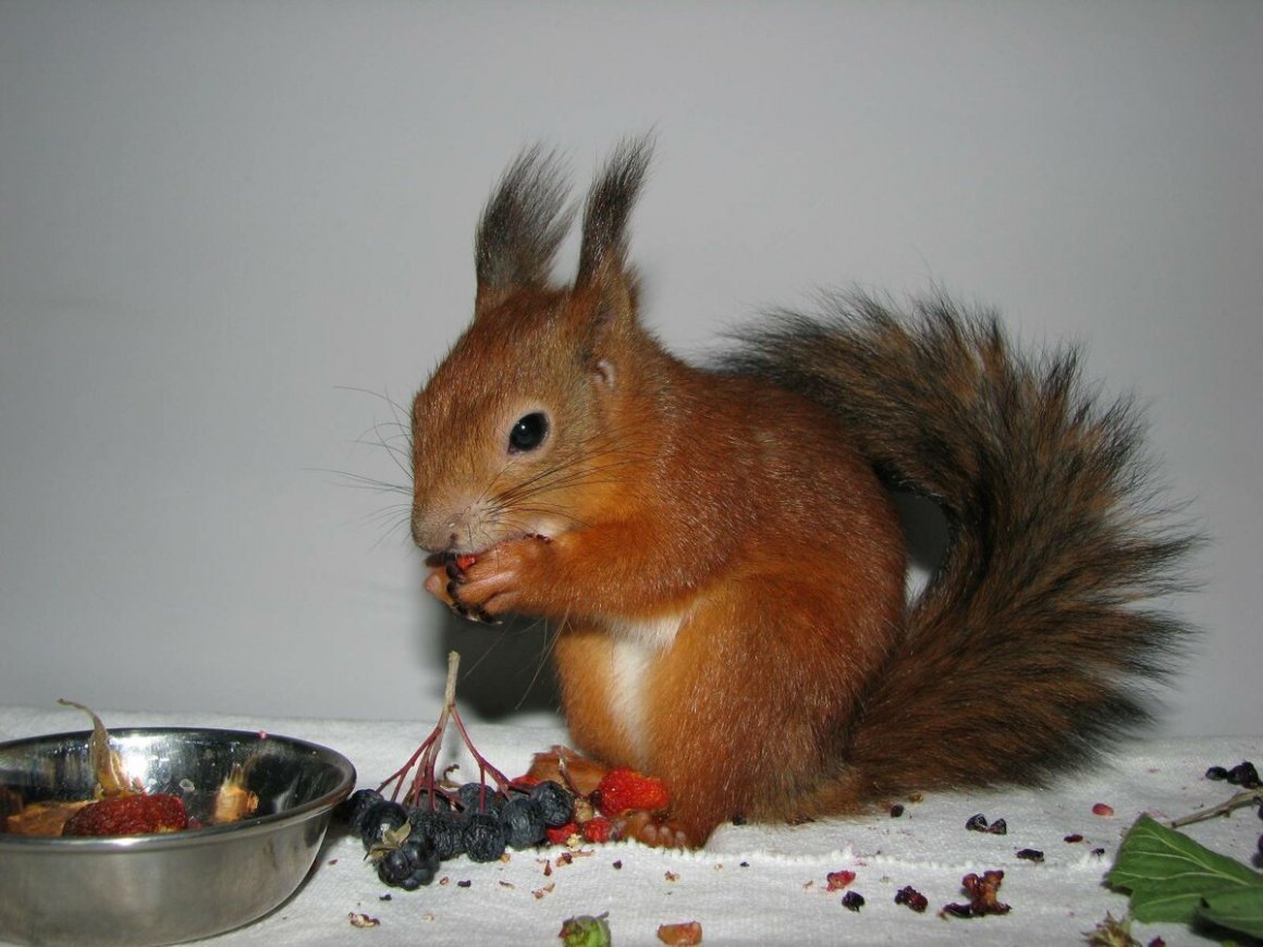 Дом для белки