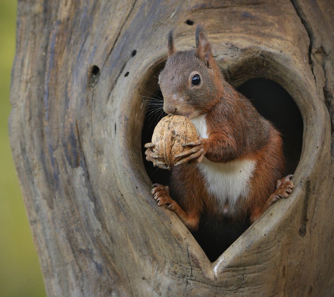 Домашняя белка