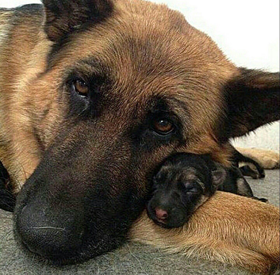 Много немецких овчарок