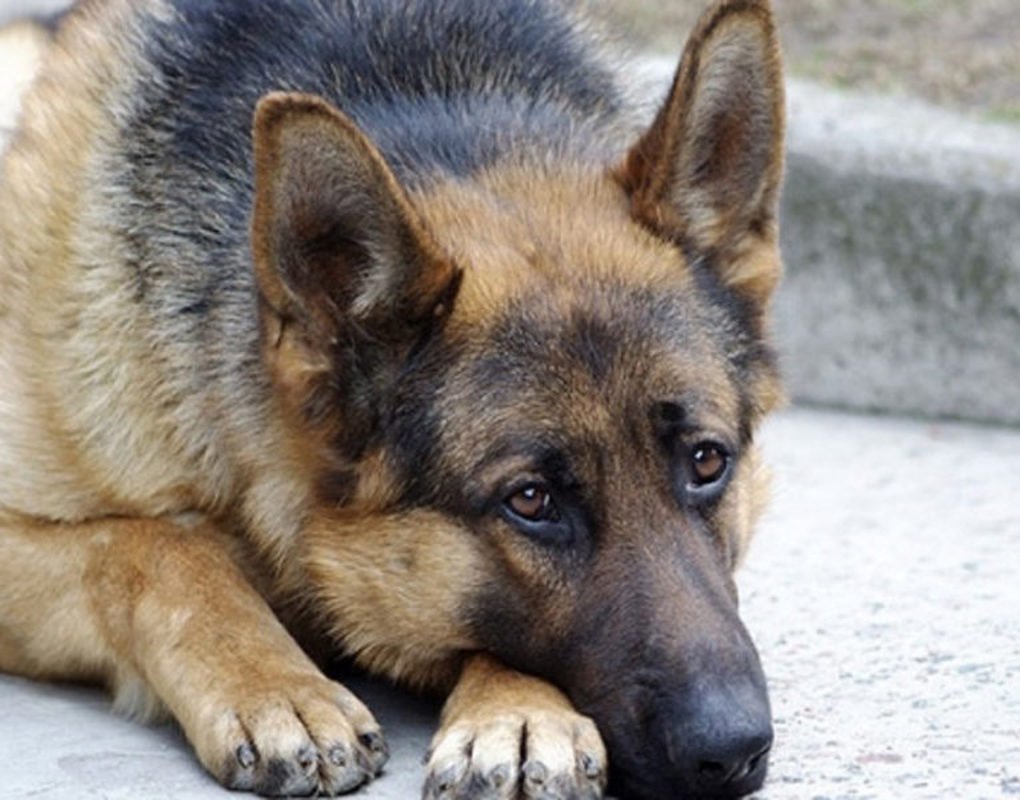 Собака в машине