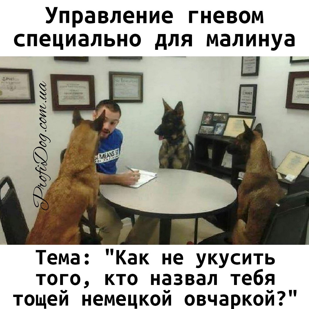 Овчарка и кот