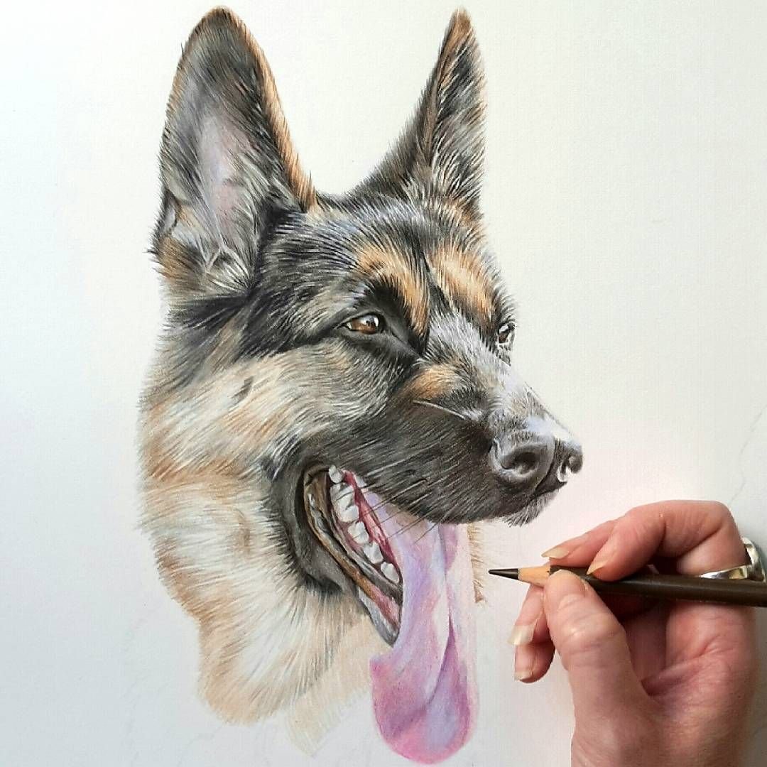 Эстетика собак