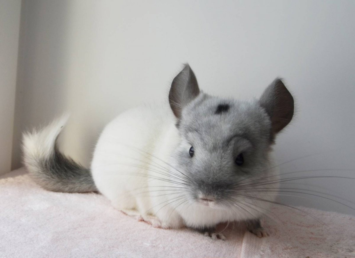 Шиншилла черная