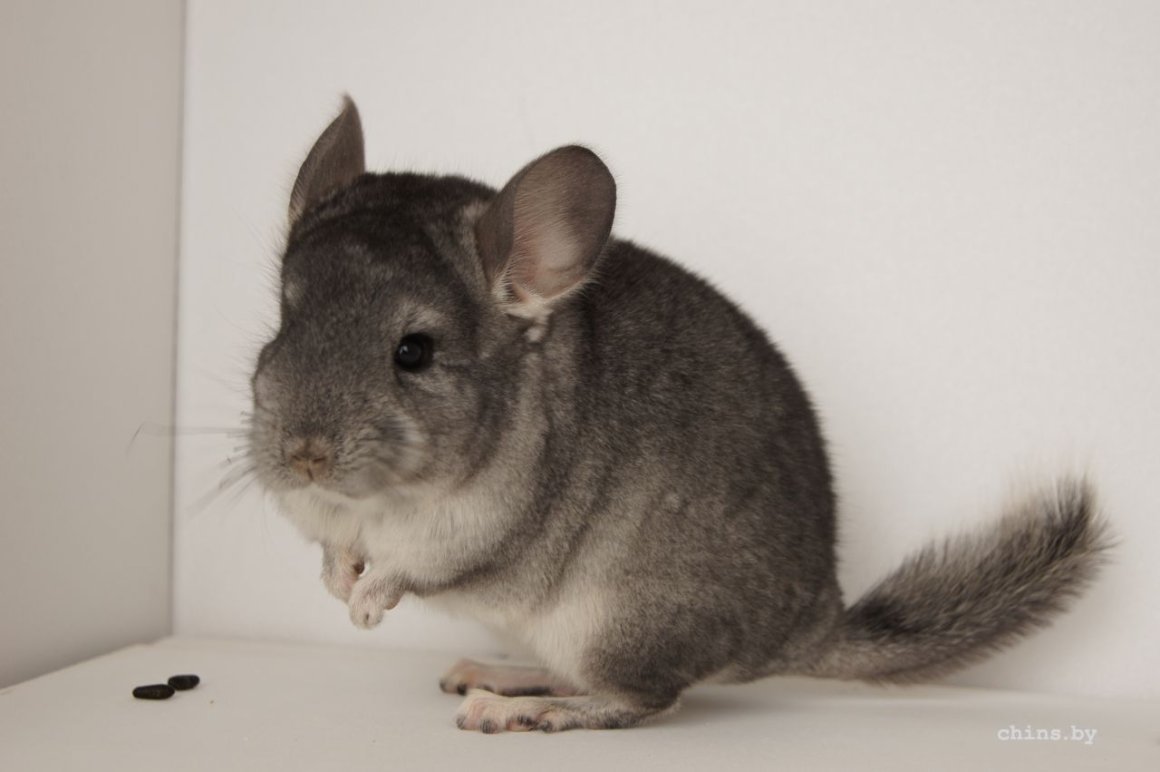 Счастливая шиншилла