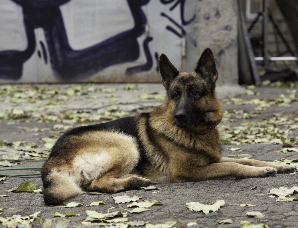 Пограничная собака