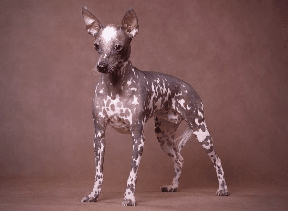 Перуанская Орхидея инков