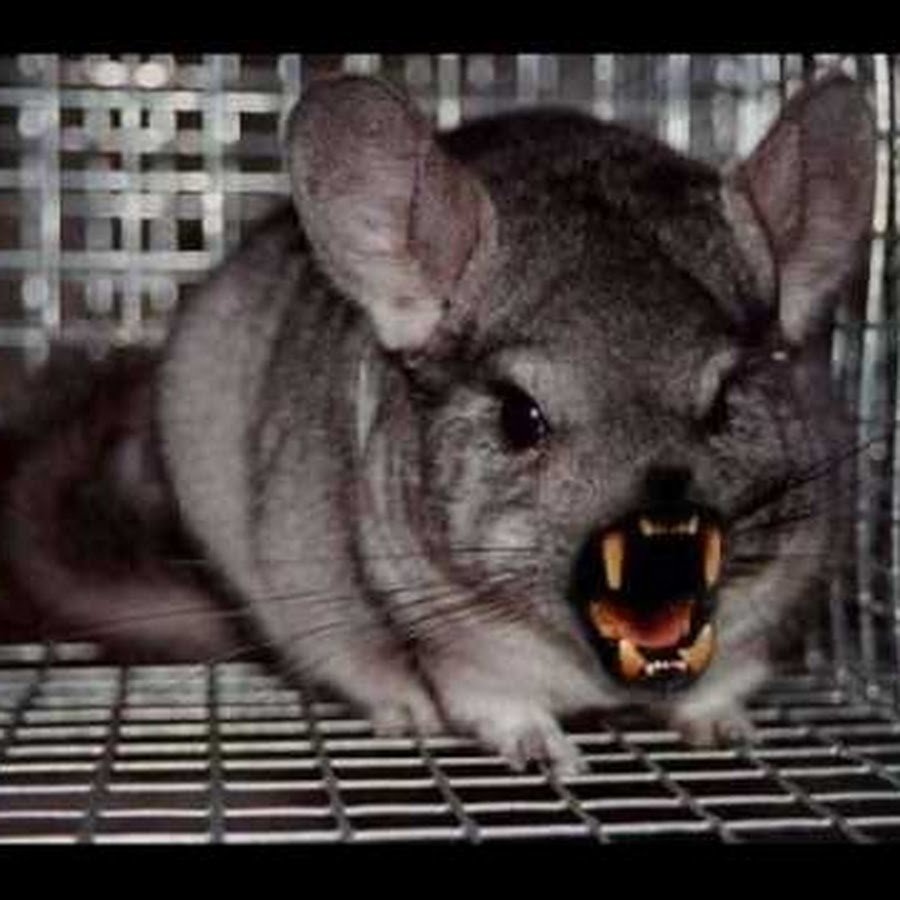 Австралийская шиншилла