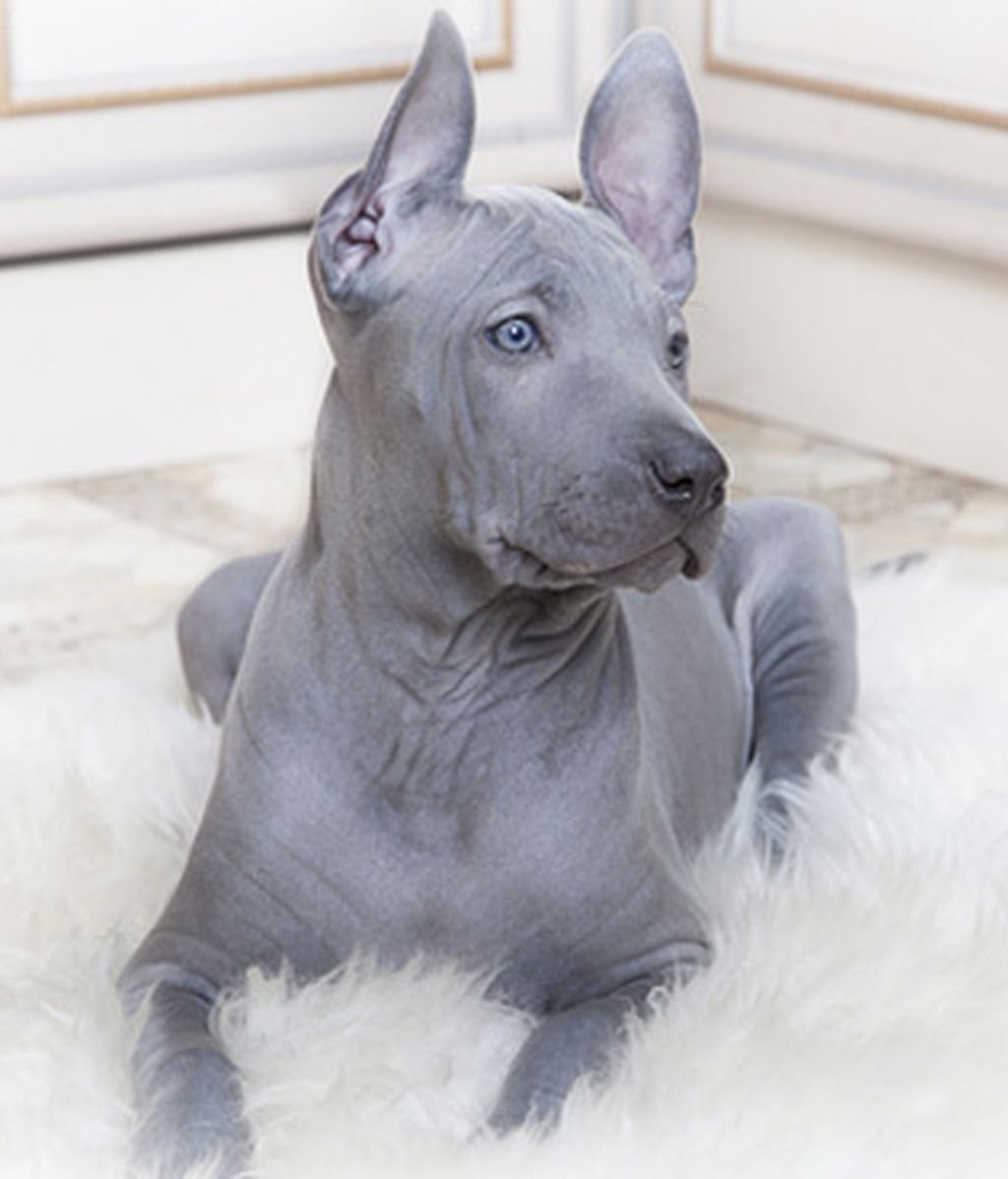 Мексиканская хохлатая собачка