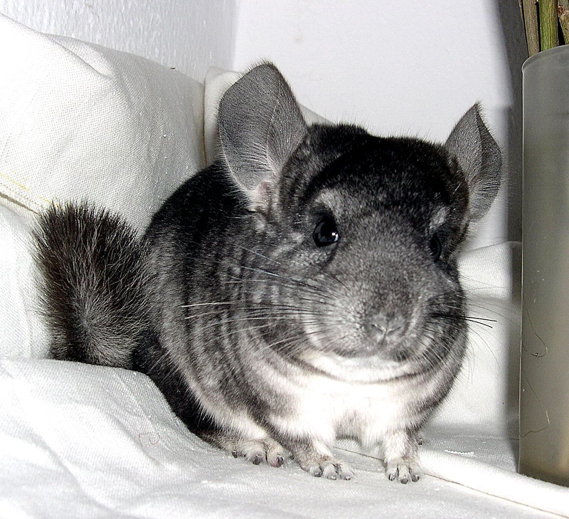 Австралийская шиншилла