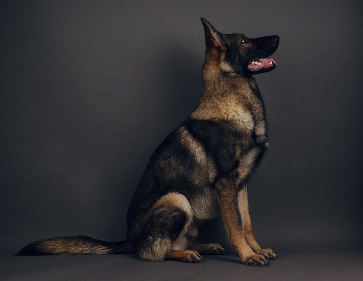 Овчарка Квазимодо