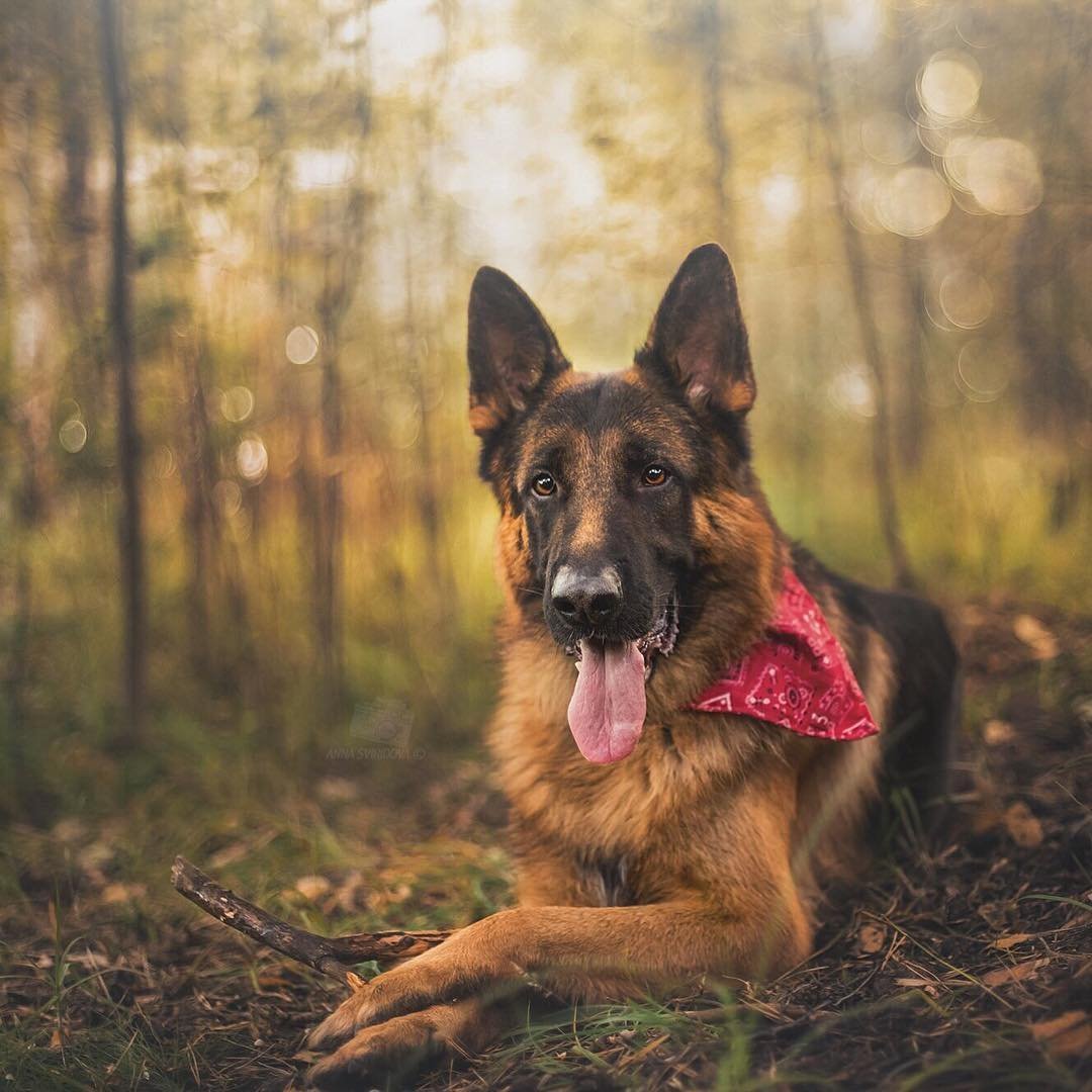 Немецкая овчарка улыбается