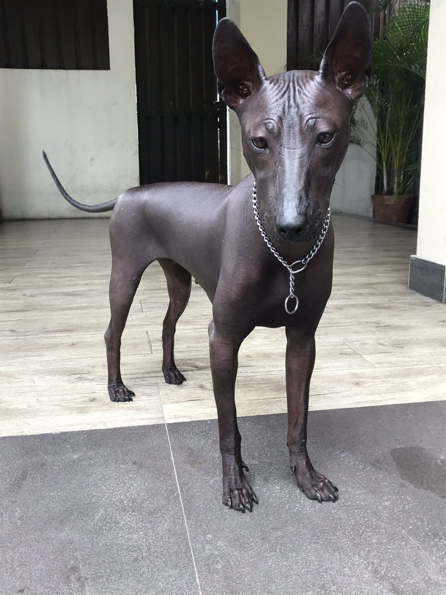 Перуанская Орхидея инков