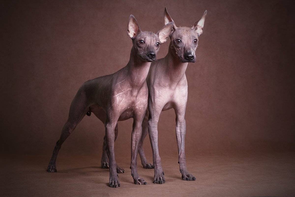 Перуанская Орхидея инков