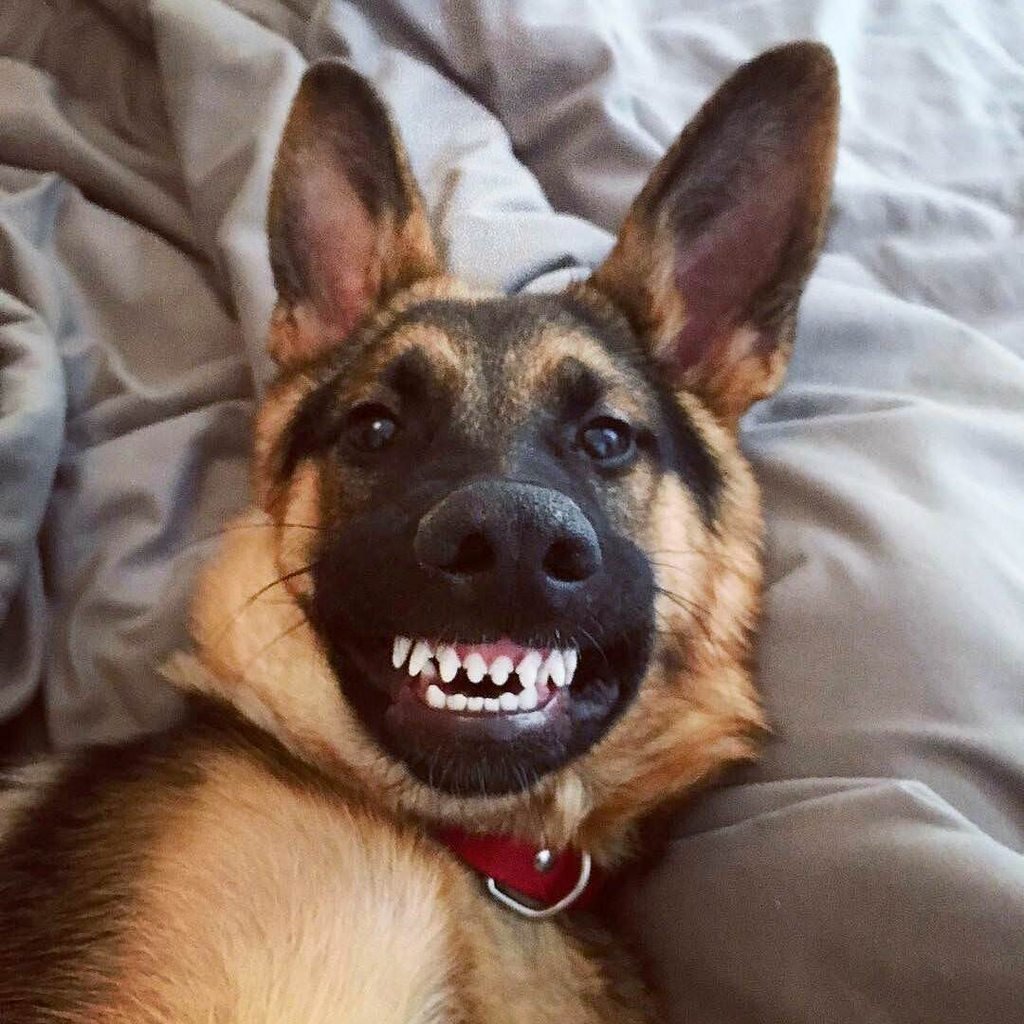 Немецкая овчарка Эстетика