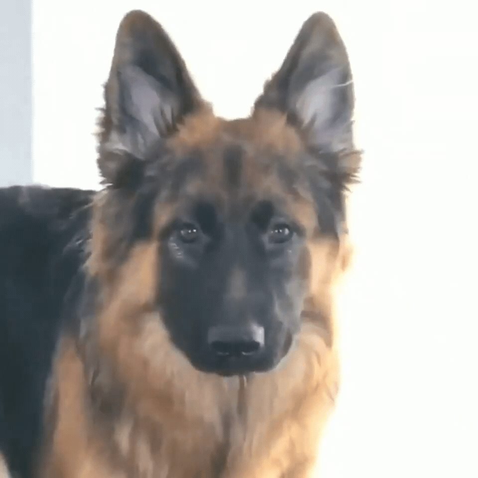 Лай немецкой овчарки