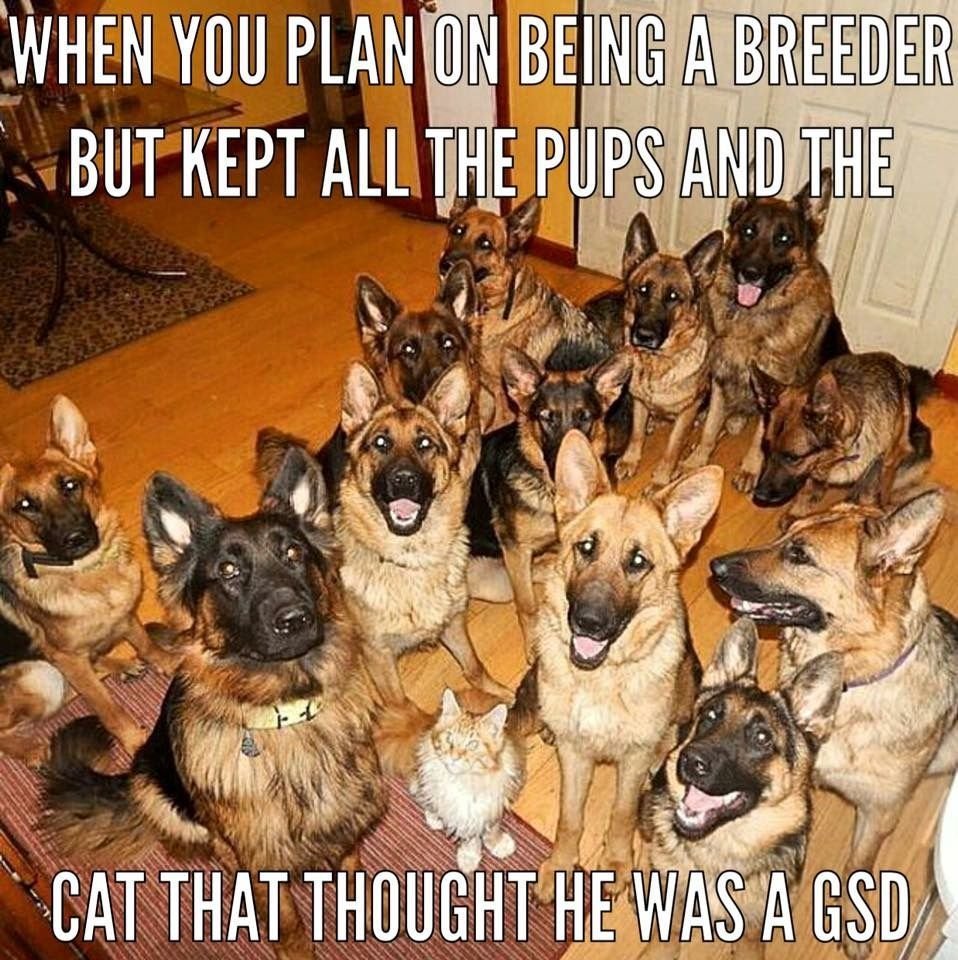 Щенок овчарки с мамой